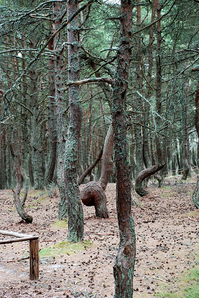 Куршская коса танцующий лес